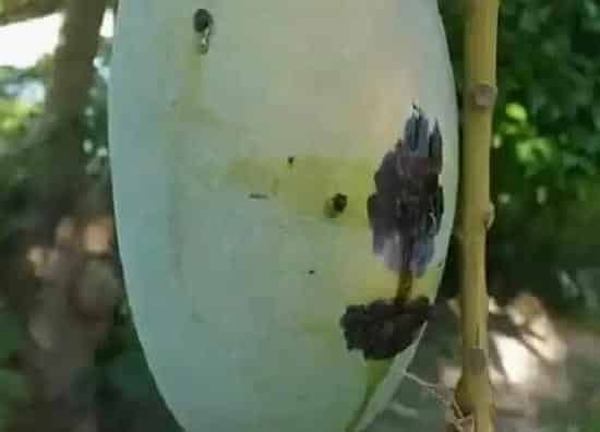 植物病害|芒果炭疽病的发病原因与治疗方法