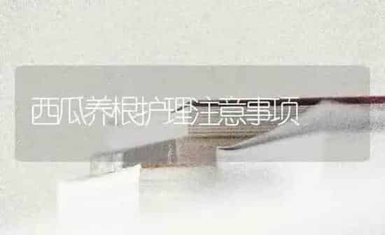 西瓜养根护理注意事项 | 瓜果种植