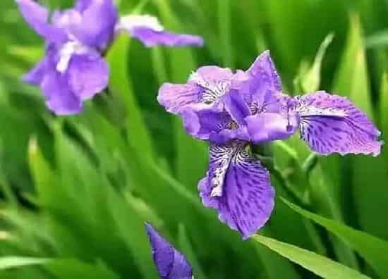 种植管理|鸢尾花什么季节种植好