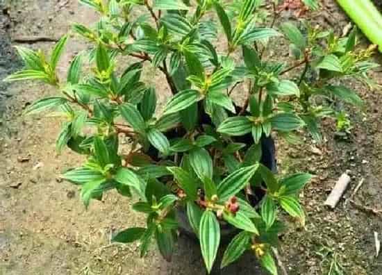 植物浇水|巴西野牡丹怎么浇水方法