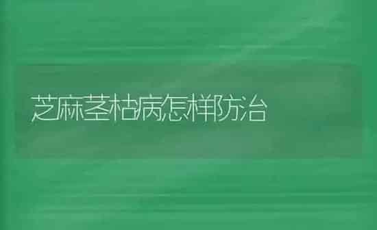 芝麻茎枯病怎样防治 | 粮油作物种植
