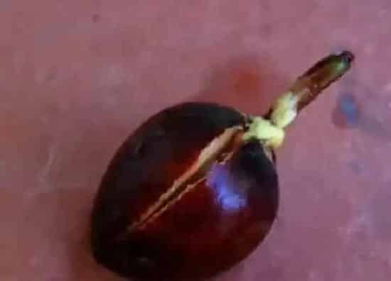 种子|牛油果种子能吃吗