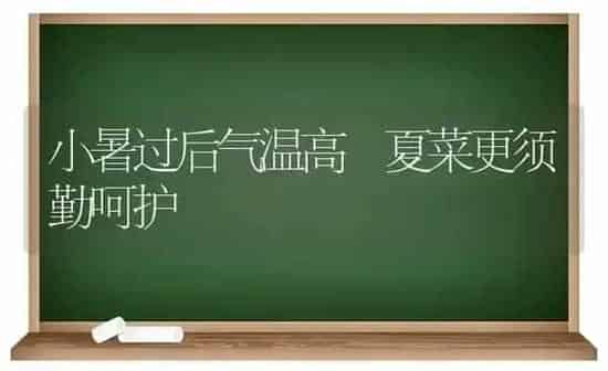 小暑过后气温高 夏菜更须勤呵护 | 蔬菜种植