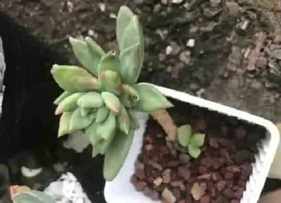 种植土壤|普通土可以种多肉吗