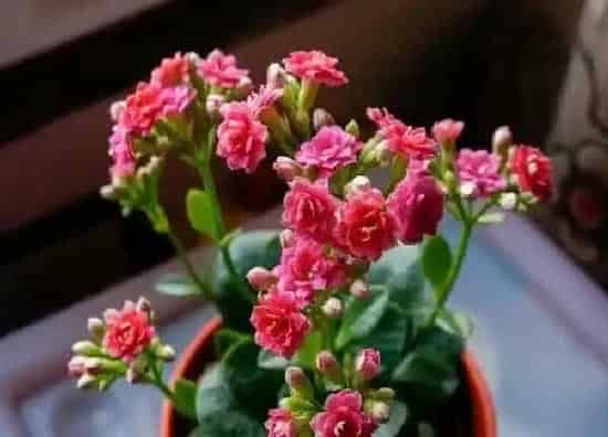 植物换土|长寿花怎么换土换盆