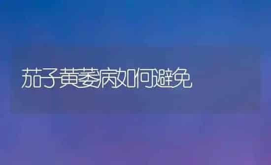茄子黄萎病如何避免 | 蔬菜种植