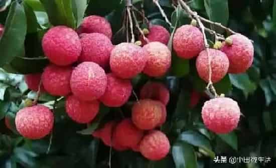 果实科普|黑叶荔枝的特点有哪些（福建黑叶荔枝品种口感好吃吗）
