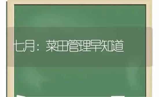 七月:菜田管理早知道 | 蔬菜种植
