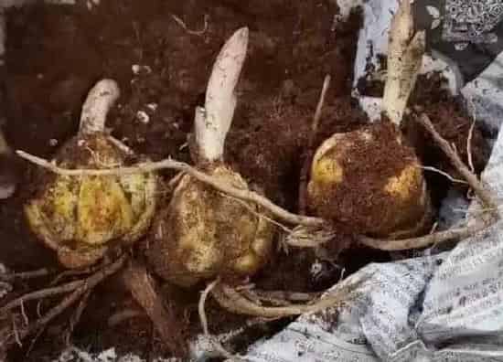 种植管理|食用百合几月份种植合适