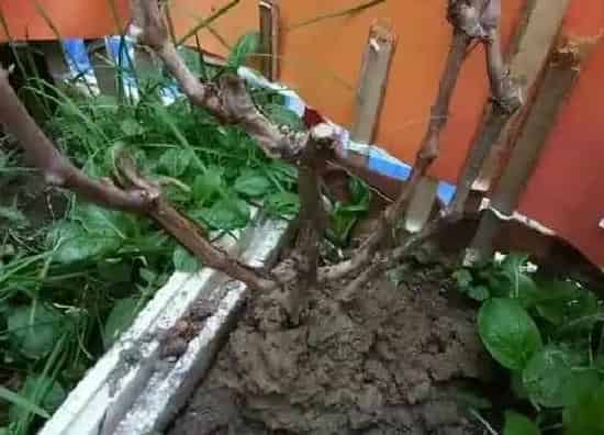 植物施肥|树苗底肥施什么合理 施底肥方法