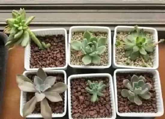 种植土壤|普通土可以种多肉吗