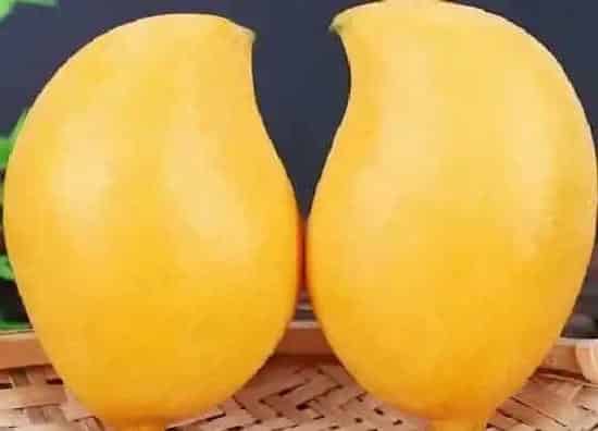 果实成熟|鹰嘴芒怎么看熟没熟