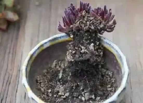 种植土壤|普通土可以种多肉吗