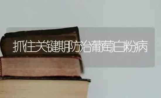 抓住关键期防治葡萄白粉病 | 瓜果种植