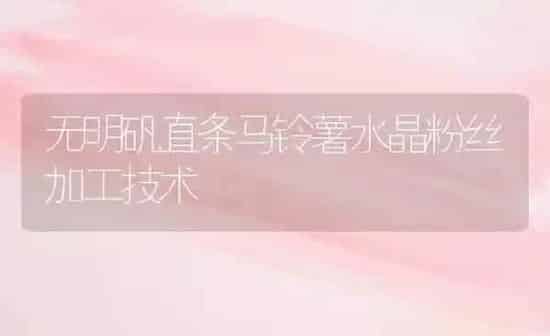 无明矾直条马铃薯水晶粉丝加工技术 | 粮油作物种植