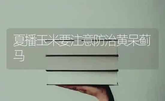 夏播玉米要注意防治黄呆蓟马 | 粮油作物种植