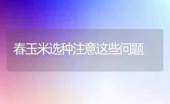 春玉米选种注意这些问题 | 粮油作物种植