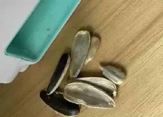 植物施肥|瓜子皮可以做花肥吗