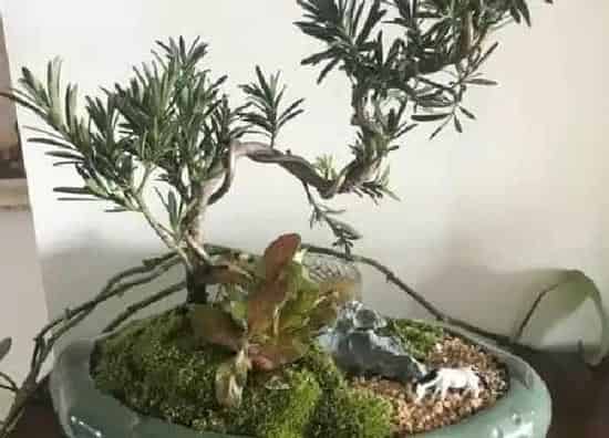 植物发芽|罗汉松不发芽怎么办