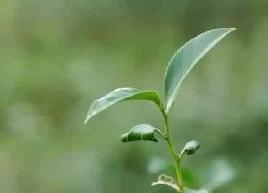 种植方法|茶叶套种什么好