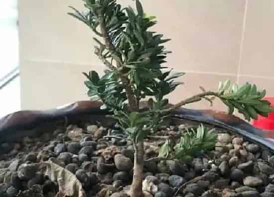植物发芽|罗汉松不发芽怎么办