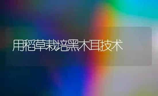 用稻草栽培黑木耳技术 | 食用菌种植