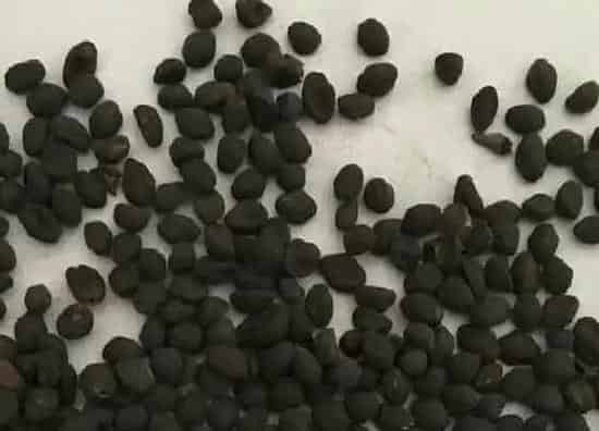 种植育种|羽叶茑萝种子什么时候种植最好