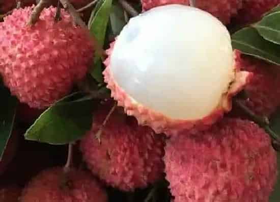 水果科普|十大抗氧化水果排名 哪种水果抗氧化最高
