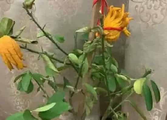植物修剪|招财佛手怎么修剪方法