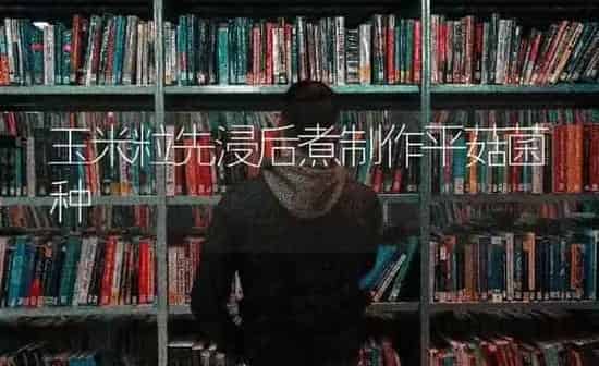 玉米粒先浸后煮制作平菇菌种 | 食用菌种植