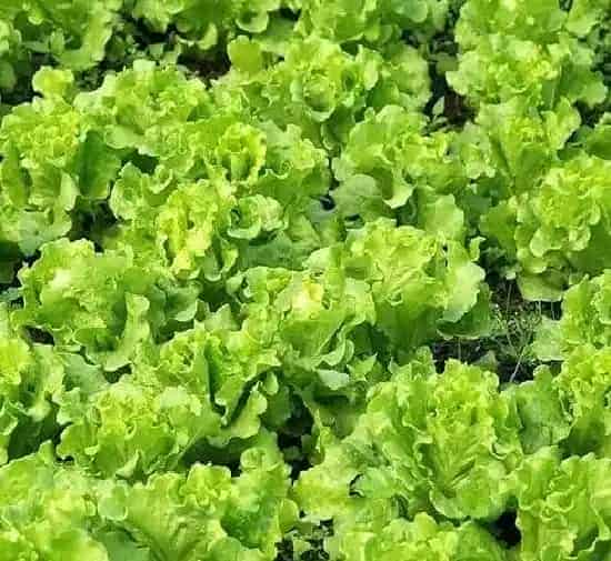 植物播种|生菜种子怎么种植方法