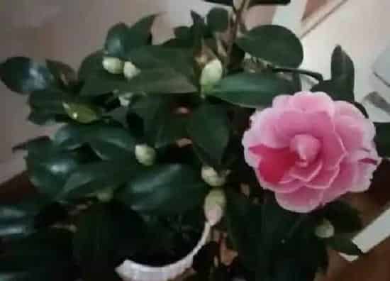 植物浇水|茶花几天浇一次水 春夏秋冬各不同