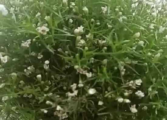 种植管理|满天星的生长周期是多长时间