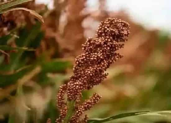 植物播种|北方高粱什么时候播种合适
