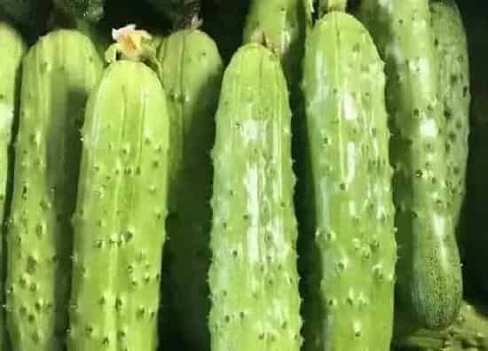 果实科普|黄瓜是果实吗