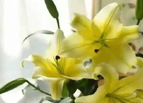 植物百科|麝香百合是两性花吗