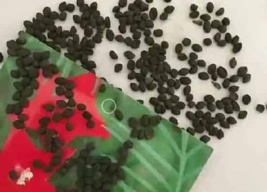 种植育种|羽叶茑萝种子什么时候种植最好