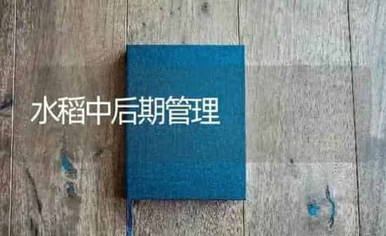 水稻中后期管理 | 粮油作物种植