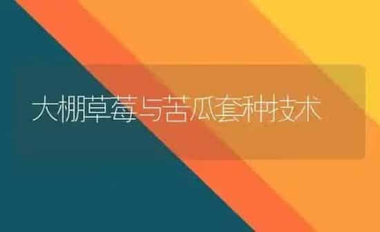 大棚草莓与苦瓜套种技术 | 蔬菜种植