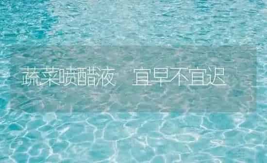 蔬菜喷醋液 宜早不宜迟 | 蔬菜种植