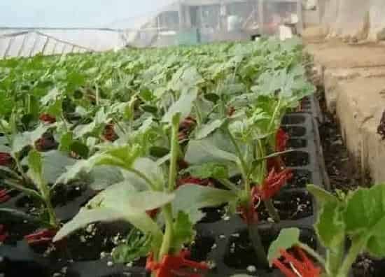 植物修剪|西瓜苗徒长了怎么办
