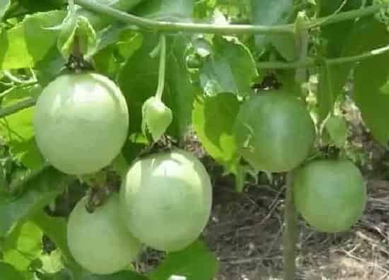 植物施肥|百香果施什么肥最好