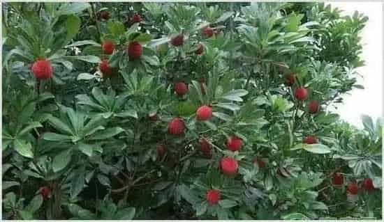 杨梅少花少果的原因及预防措施 | 种植技术