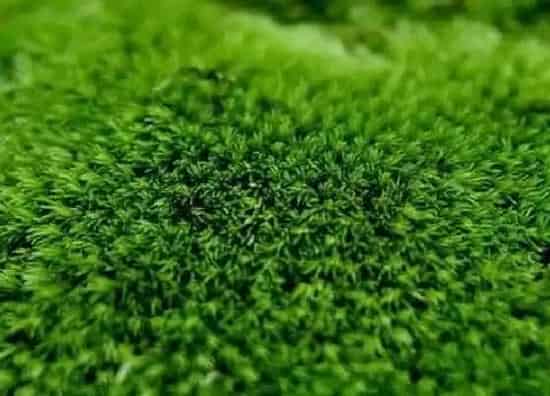 种植土壤|苔藓可以种兰花吗