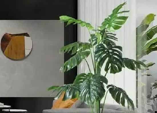 植物浇水|龟背竹可以用啤酒浇吗
