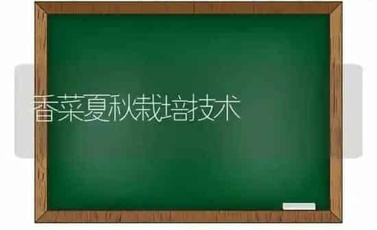 香菜夏秋栽培技术 | 蔬菜种植