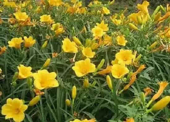 绿植|海边适合种什么植物