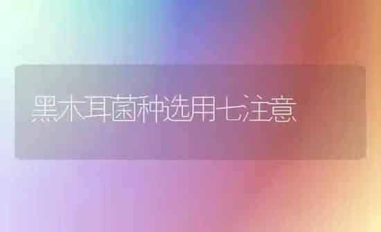 黑木耳菌种选用七注意 | 食用菌种植