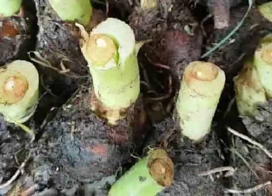 果实成熟|荔浦芋头什么时候成熟