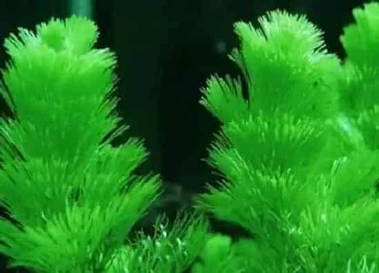 植物播种|水草种子怎么种植